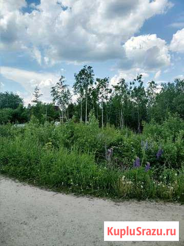 Участок СНТ, ДНП 6 сот. на продажу в Толмачево Ленинградской области Толмачево - изображение 1