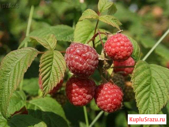 Участок СНТ, ДНП 6 сот. на продажу в Талинке Талинка - изображение 1