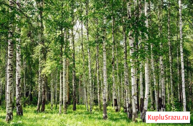 Участок ИЖС 30 сот. на продажу в Уфе Уфа - изображение 1
