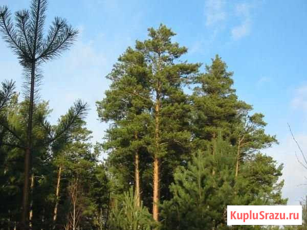 Дом 45 м² на участке 6 сот. на продажу в Северодвинске Северодвинск - изображение 1