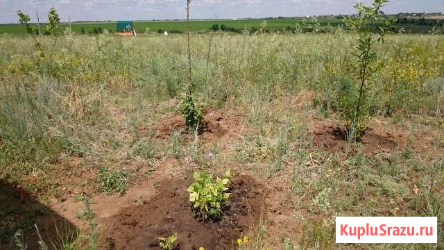 Участок СНТ, ДНП 10 сот. в аренду в Волгограде Волгоград - изображение 1