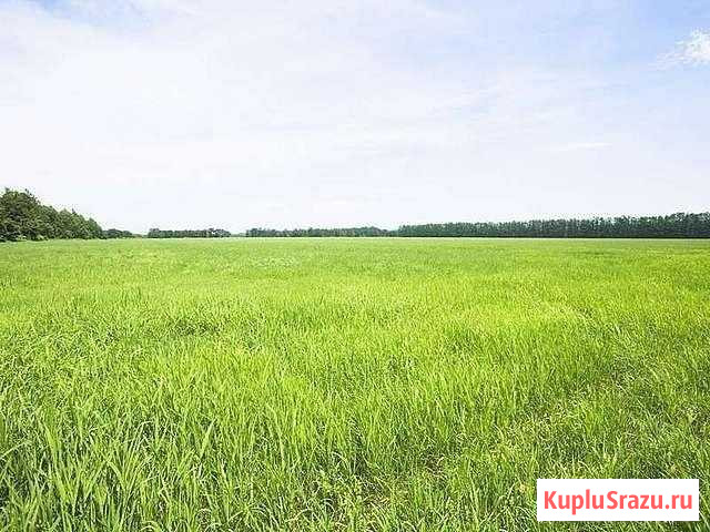 Участок СНТ, ДНП 400 сот. на продажу в Красноармейске Московской области Красноармейск - изображение 1