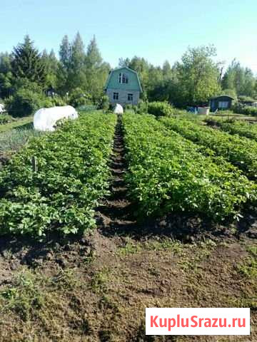 Участок СНТ, ДНП 7 сот. на продажу в Семибратово Семибратово - изображение 1