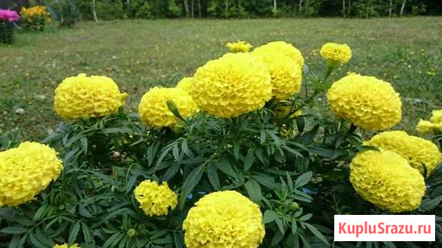 Участок СНТ, ДНП 12 сот. на продажу в Сылве Сылва - изображение 1