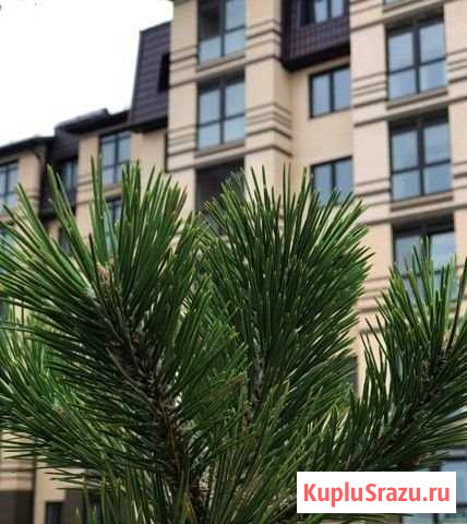 1-комнатная квартира, 38.5 м², 4/6 эт. на продажу в Анапе Анапа - изображение 1