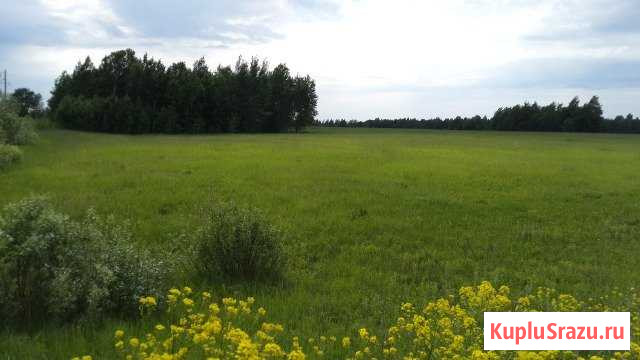 Участок СНТ, ДНП 330 сот. на продажу в Некрасовском Ярославской области Некрасовское - изображение 1