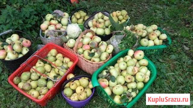 Участок СНТ, ДНП 8 сот. на продажу в Егорьевске Егорьевск - изображение 1