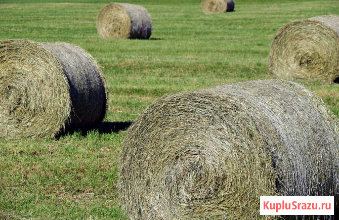 Сено в рулонах по 200, по 250 кг Родники - изображение 1