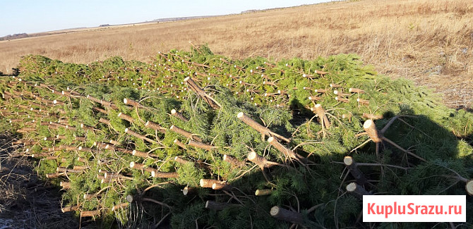 Хвойные деревья сосны оптом Екатеринбург - изображение 1