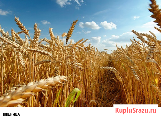 Куплю зерно пшеницы Оренбург - изображение 1