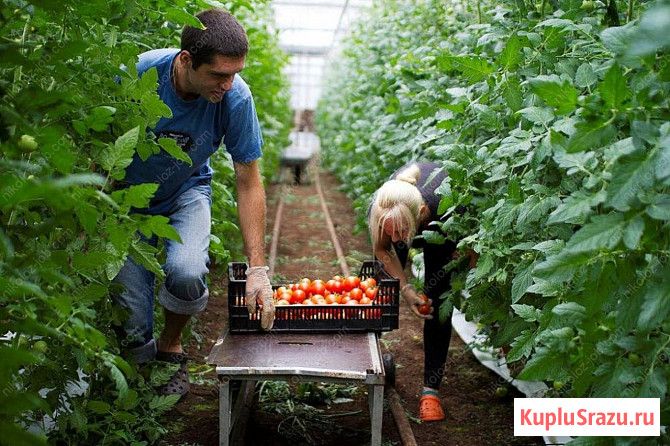 Работники теплицы вахта с проживанием Краснодар - изображение 1