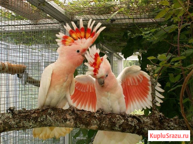 Какаду инка (Cacatua leadbeateri) ручные птенцы из питомника Москва - изображение 1