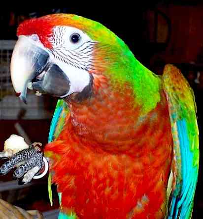 Гибрид ара Шэмрок - птенцы из питомника Москва