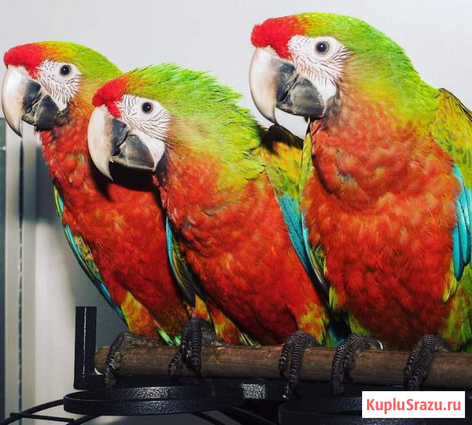 Гибрид ара Шэмрок - птенцы из питомника Москва - изображение 2