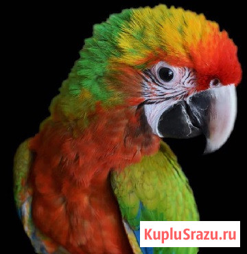 Гибрид ара Шэмрок - птенцы из питомника Москва - изображение 1