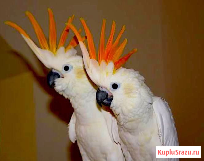 Какаду оранжевохохлый (Cacatua s. citrinocristata) - ручные птенцы из питомника Москва - изображение 1