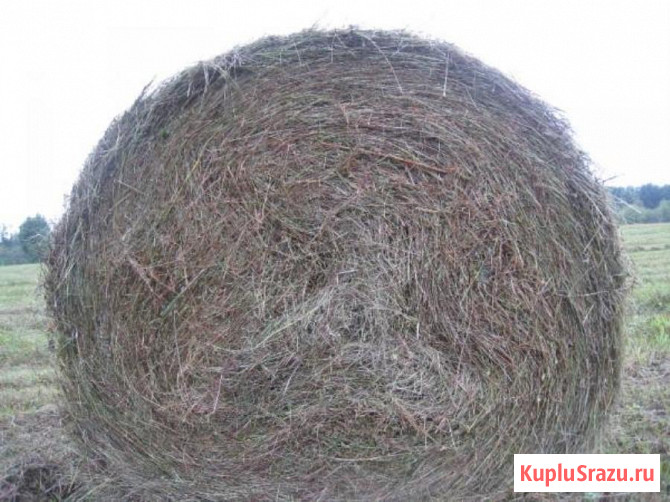 Хорошее сено в рулонах луговое пойменное Чебоксары - изображение 2