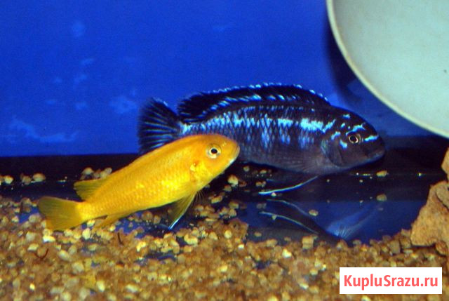 Цихлиды Малави Москва - изображение 1