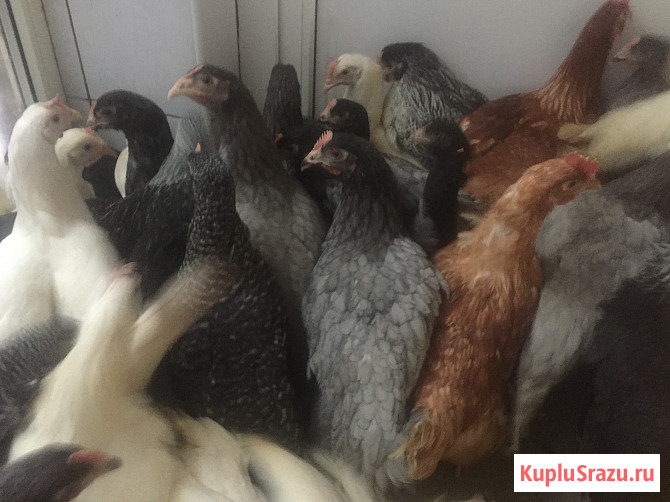 Молодые куры - несушки, индюшата, бройлеры, муларды, гусята Шебекино - изображение 1