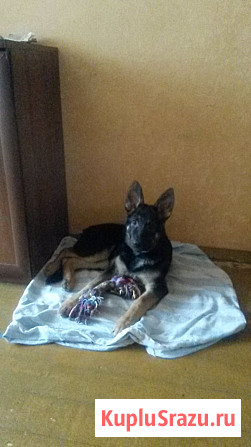 Щенок немецкой овчарки Дедовск - изображение 2