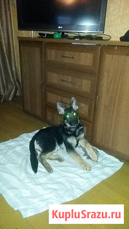 Щенок немецкой овчарки Дедовск - изображение 1