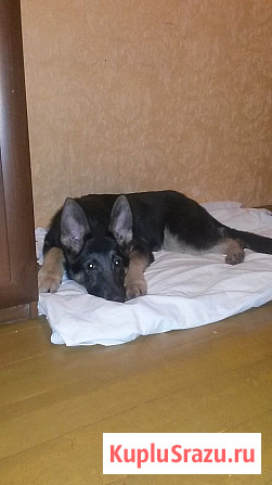 Щенок немецкой овчарки Дедовск - изображение 3