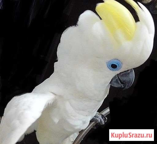 Синеочковый какаду (Cacatua ophthalmica) ручные птенцы из питомника Москва - изображение 1
