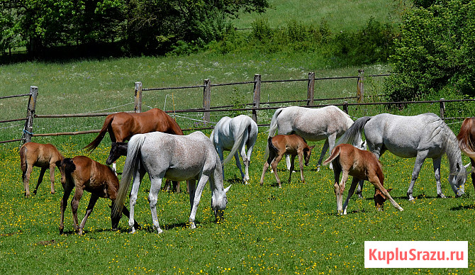 Лошади и жеребята от производителя Элиста - изображение 1