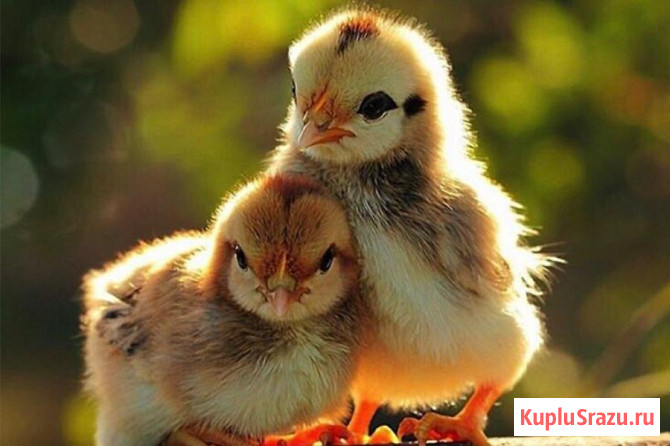 Домашняя птица. Цыплята, Утята, Цесарята, Гусята, Индюшата Краснодар - изображение 1