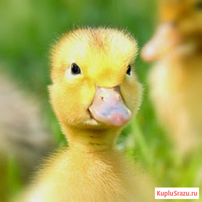 Утята: Французские, Башкирский утенок, Голубые фавориты, Муларды Краснодар - изображение 1