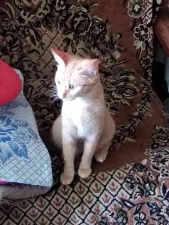 Коты кошки Ярославль