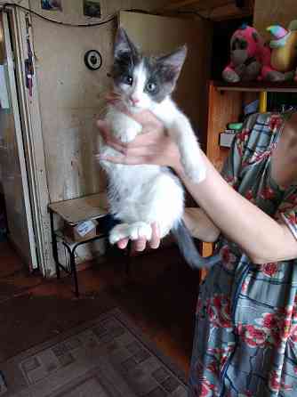 Коты кошки Ярославль