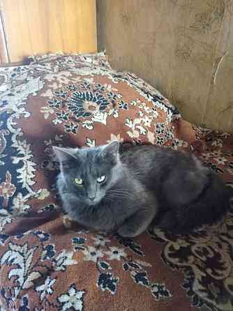 Коты кошки Ярославль