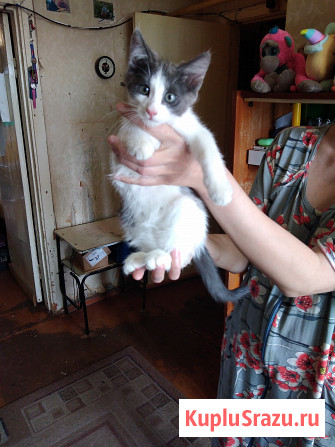 Коты кошки Ярославль - изображение 1