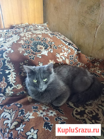 Коты кошки Ярославль - изображение 3