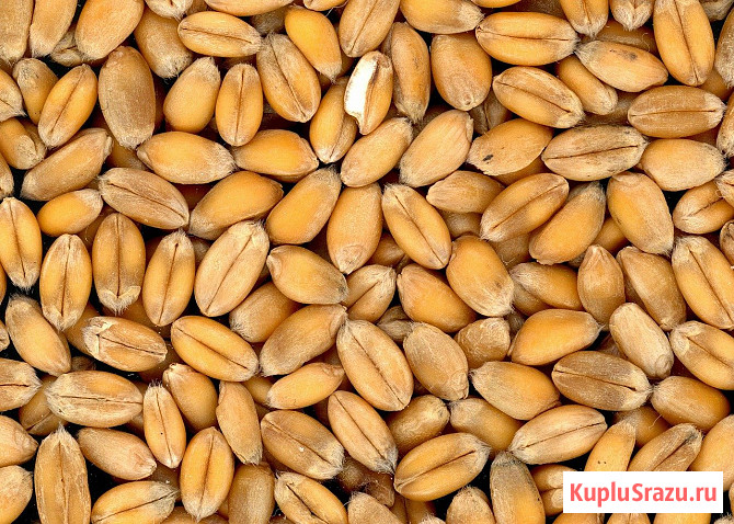 Пшеница 4 класса оптом от производителя Георгиевск - изображение 1