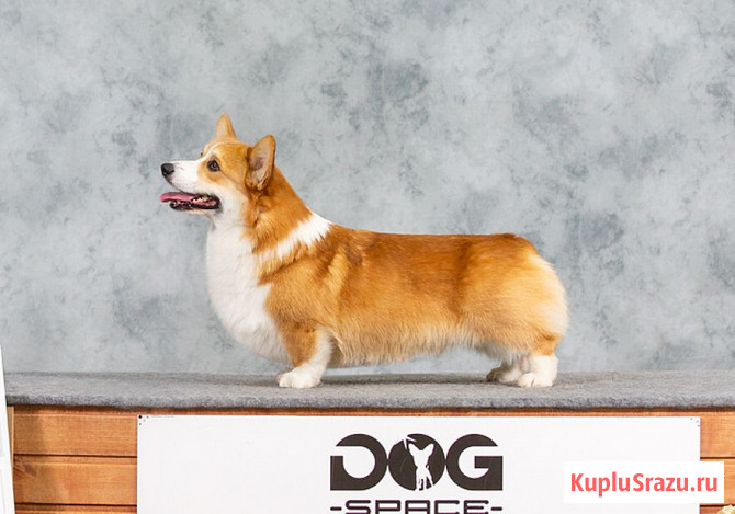 Вельш-корги-пемброка щенки Москва - изображение 1