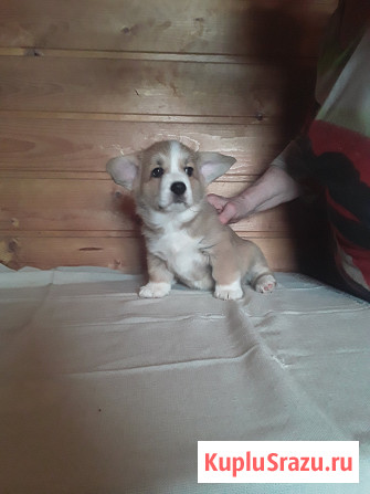 Вельш-корги-пемброка щенки Москва - изображение 2