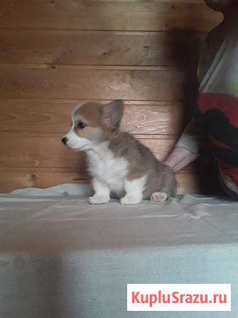 Вельш-корги-пемброка щенки Москва - изображение 3