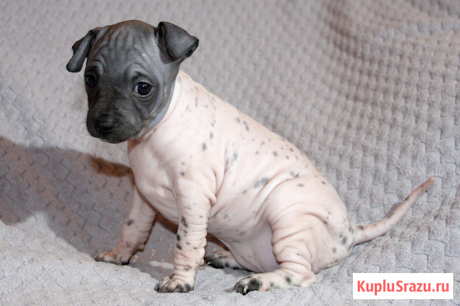 Продаётся девочка американского голого терьера Москва - изображение 1