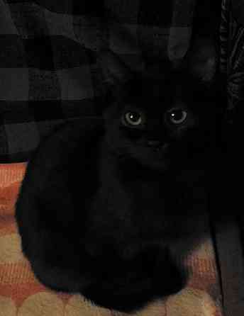 Котята в добрые руки Сергиев Посад