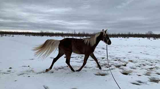 Продам коня Апшеронск