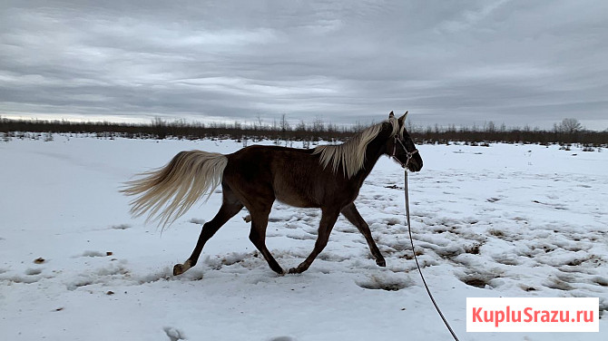 Продам коня Апшеронск - изображение 3