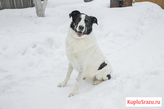 Москва и МО Знакомьтесь - Бим Москва - изображение 2