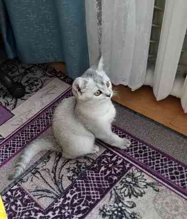 Шотландский котёнок Юхнов