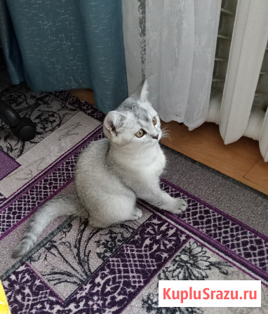 Шотландский котёнок Юхнов - изображение 2