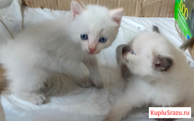 Два белых голубоглазых котёнка ждут новых хозяев Рубцовск - изображение 3