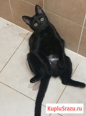 Шанти 10 месяцев, веселая и активная девочка ищет семью Пущино - изображение 2