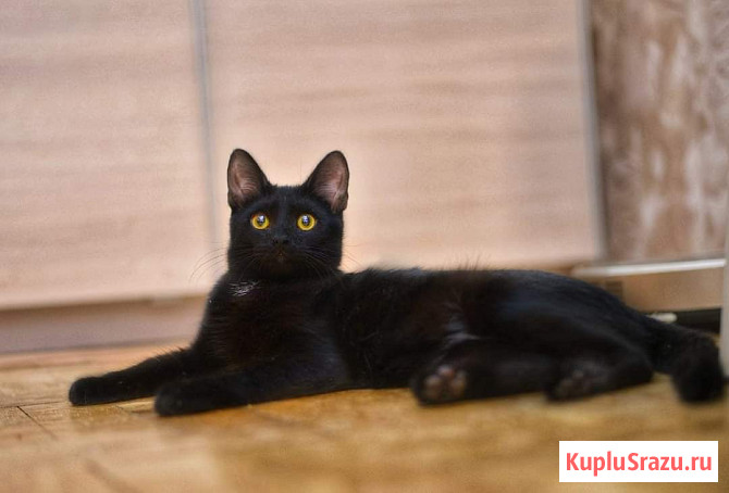 Шанти 10 месяцев, веселая и активная девочка ищет семью Пущино - изображение 1