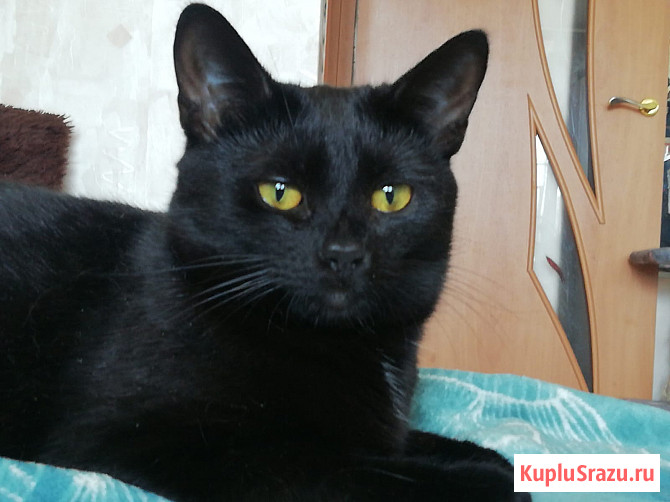 Шанти 10 месяцев, веселая и активная девочка ищет семью Пущино - изображение 4